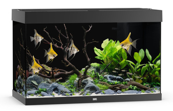 JUWEL Akwarium Rio 290 czarny